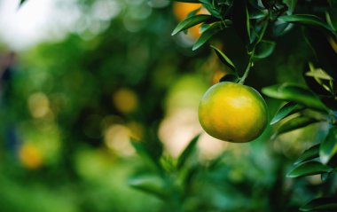 Portakallar tatlı ve ekşi meyvelerdir ve yüksek C vitamini içerirler. Bulbul meyve bahçesi, mevsime göre meyve veren meyve bahçesinden elde edilen kimyasallardan arınmıştır..