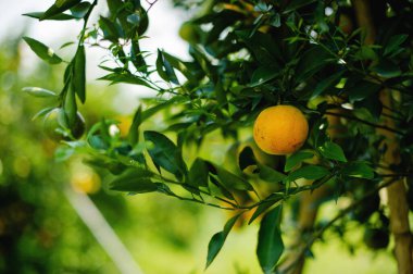 Portakallar tatlı ve ekşi meyvelerdir ve yüksek C vitamini içerirler. Bulbul meyve bahçesi, mevsime göre meyve veren meyve bahçesinden elde edilen kimyasallardan arınmıştır..