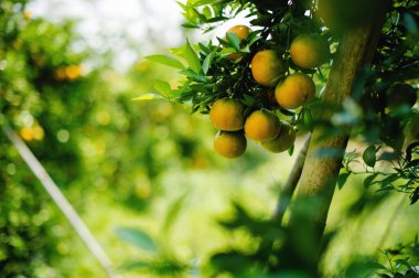 Portakallar tatlı ve ekşi meyvelerdir ve yüksek C vitamini içerirler. Bulbul meyve bahçesi, mevsime göre meyve veren meyve bahçesinden elde edilen kimyasallardan arınmıştır..