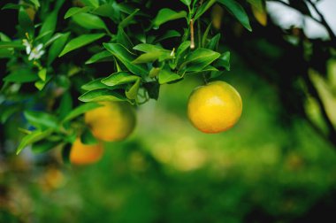 Portakallar tatlı ve ekşi meyvelerdir ve yüksek C vitamini içerirler. Bulbul meyve bahçesi, mevsime göre meyve veren meyve bahçesinden elde edilen kimyasallardan arınmıştır..