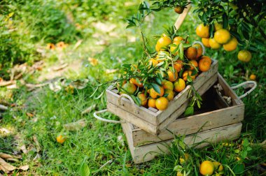 Portakallar tatlı ve ekşi meyvelerdir ve yüksek C vitamini içerirler. Bulbul meyve bahçesi, mevsime göre meyve veren meyve bahçesinden elde edilen kimyasallardan arınmıştır..