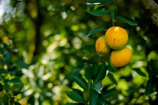 Portakallar tatlı ve ekşi meyvelerdir ve yüksek C vitamini içerirler. Bulbul meyve bahçesi, mevsime göre meyve veren meyve bahçesinden elde edilen kimyasallardan arınmıştır..