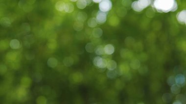 Soyut arkaplan bulanıklığı, serin yeşil, güzel yeşil yapraklar, doğa ve rahatlama..