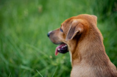 Kahverengi bir köpek ön bahçesinde oturuyor. Köpeğin mutluluğu sahibini bekliyor..