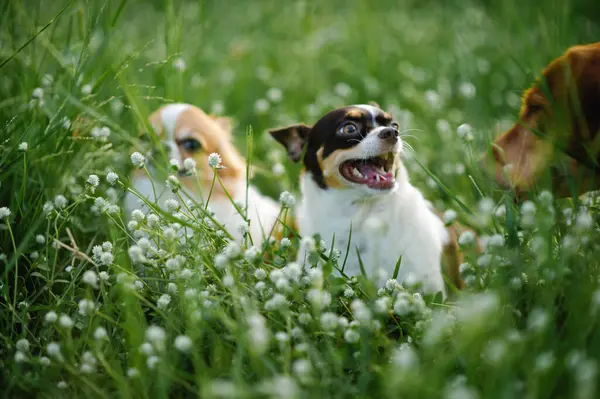 stock image Little dog, Chihuahua, playing happily in the grass. Small and cute animals.