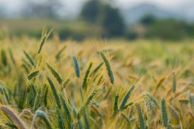 Çiftçilerin verimli arpa tarlaları, pirinç tarlaları, pirinç tarlaları, organik tarım, hasat mevsimini bekleyen ürünler..