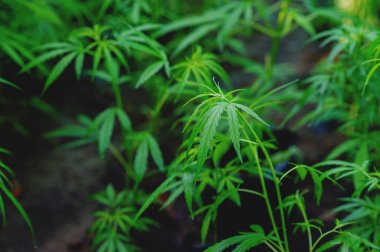 Esrar bitkileri yemyeşil, yüksek tıbbi özellikleri ve tıbbi faydaları olan şifalı bitkiler yetiştiriyor..