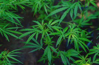 Esrar bitkileri yemyeşil, yüksek tıbbi özellikleri ve tıbbi faydaları olan şifalı bitkiler yetiştiriyor..