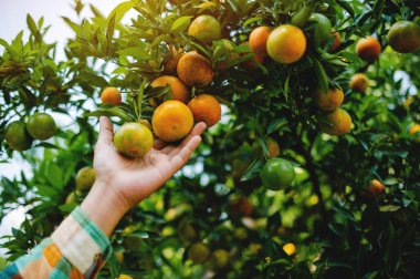 Portakal bahçeleri iyi ürün verir ve portakal hasadı dağıtımı, bal portakalı, tatlı portakal