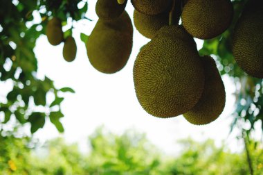 Jackfruit ağaçları meyve doludur ve hasat edilmeye hazırdır. Büyük yeşil meyveler. Meyve bahçesinde böcek ilacı yok..