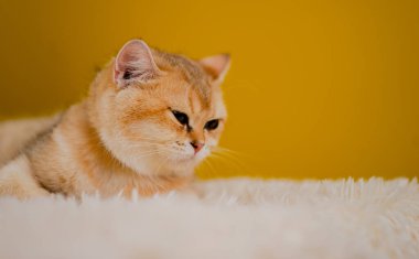 Şirin turuncu kedi, dost canlısı bir evcil hayvan, sıcak ve sessiz sevgi dolu tüylü bir hayvan, bir memeli ve bir doğa sever..