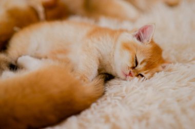 Şirin turuncu kedi, dost canlısı bir evcil hayvan, sıcak ve sessiz sevgi dolu tüylü bir hayvan, bir memeli ve bir doğa sever..