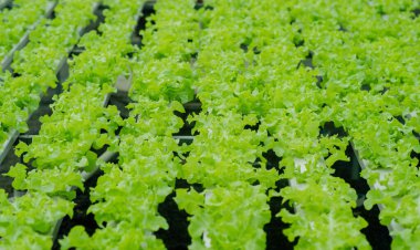 Hidrofonik marul yetiştirme, su kullanarak sebze yetiştirme, organik tarım.