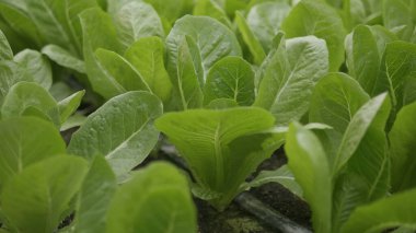 Organik sebzeler, sağlıklı yiyecekler, sebze bahçeleri ve sürdürülebilir tarım.