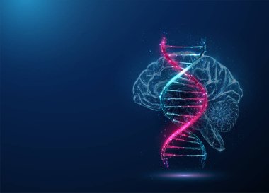 Soyut mavi ve mor DNA molekülü sarmal ve beyin. Genetik biyoteknoloji mühendisliği konsepti. Düşük polimerli tasarım. Geometrik arkaplan. Kablo çerçeve aydınlatma grafik bağlantı yapısı. Vektör