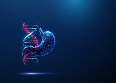 Soyut mavi ve mor DNA molekülü sarmal ve insan midesi. Genetik biyoteknoloji, gastroenteroloji mühendisliği konsepti. Düşük poliuristik teknoloji dijital tarzı. Geometrik. Kablo çerçevesi. Vektör.