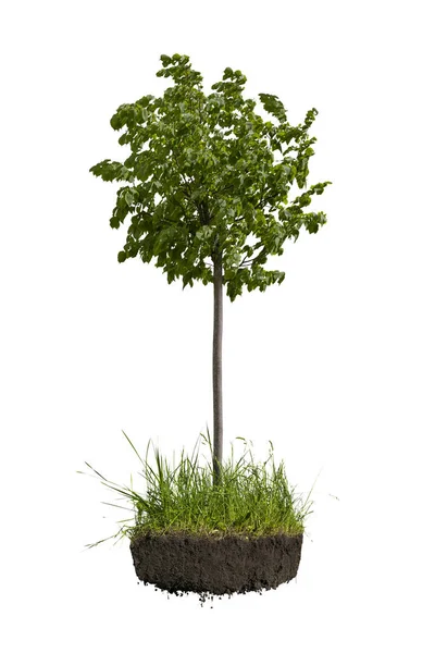 Trädgårdsarbete Grönt Vårträd Med Färska Blad Äng Mark Med Gräs — Stockfoto