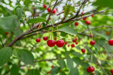 Bahçede olgun kiraz. Yeşil yapraklı kırmızı böğürtlen ağacı