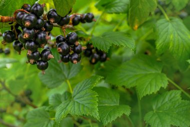Bahçede siyah frenk üzümü. Olgun böğürtlen dalı