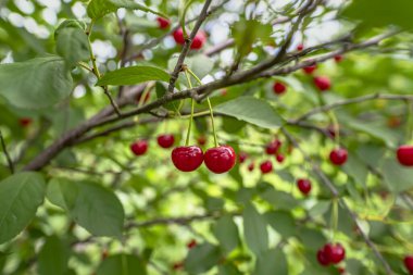 Bahçede olgun kiraz. Yeşil yapraklı kırmızı böğürtlen ağacı