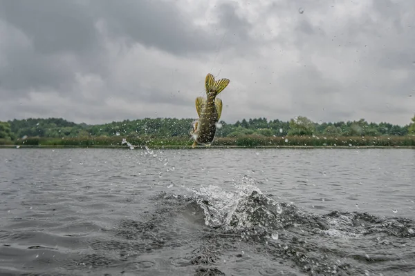 パイクの魚スプラッシュ水でジャンプします 釣りの背景 — ストック写真