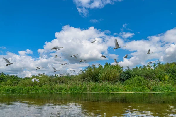 White swans fly above river. Bird flock in sky close to green trees