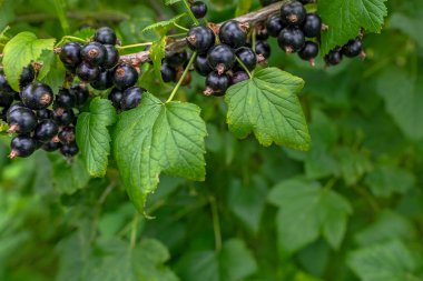 Bahçede siyah frenk üzümü. Olgun böğürtlen dalı