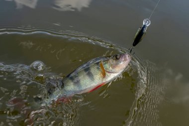 Perch fish on hook in water. Perch fishing on crankbait clipart