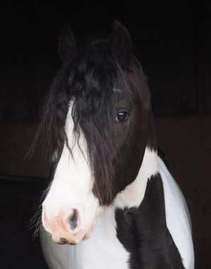 A headshot of a piebald horse against a black background clipart