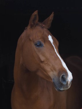 Siyah bir arka planda güzel bir Bay Horse 'un vesikalığı.