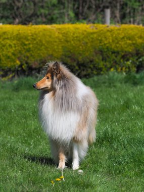 Güzel bir samur ve beyaz bir çoban köpeği gün ışığında dışarıda duruyor..