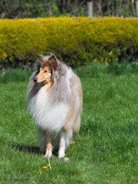 Güzel bir samur ve beyaz bir çoban köpeği gün ışığında dışarıda duruyor..