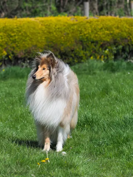 Güzel bir samur ve beyaz bir çoban köpeği gün ışığında dışarıda duruyor..