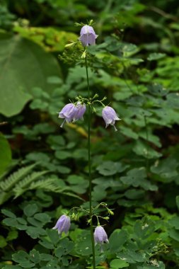  Japon bayan çan çiçekleri. Campanulaceae daimi bitkileri. Açık mor çan şeklindeki çiçekler Ağustos 'tan Ekim' e kadar aşağıya doğru çiçek açarlar. İlkbaharda genç yapraklar yenilebilir ve kökleri tedavi edici..