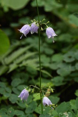  Japon bayan çan çiçekleri. Campanulaceae daimi bitkileri. Açık mor çan şeklindeki çiçekler Ağustos 'tan Ekim' e kadar aşağıya doğru çiçek açarlar. İlkbaharda genç yapraklar yenilebilir ve kökleri tedavi edici..
