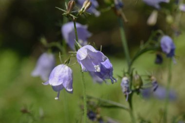  Japon bayan çan çiçekleri. Campanulaceae daimi bitkileri. Açık mor çan şeklindeki çiçekler Ağustos 'tan Ekim' e kadar aşağıya doğru çiçek açarlar. İlkbaharda genç yapraklar yenilebilir ve kökleri tedavi edici..