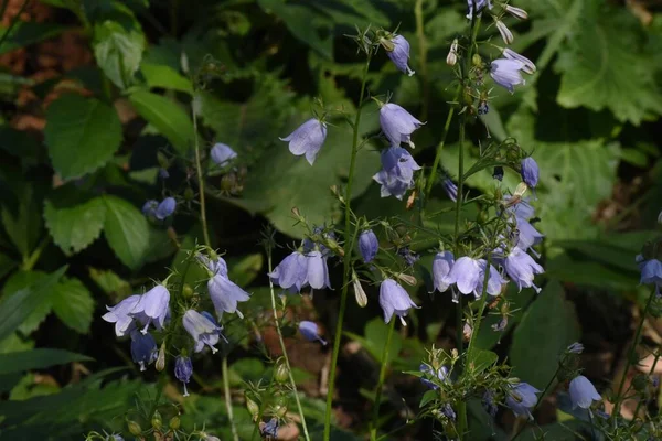 Japanese lady bell flowers. Campanulaceae perennial plants. Light purple bell-shaped flowers bloom downward from August to October. The young leaves in spring are edible and the roots are medicinal.