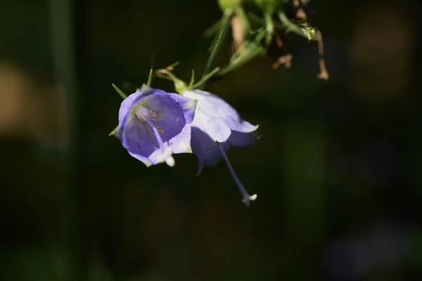 日本の女性の鐘の花 カンプラ科の多年生植物 8月10月に薄紫色の鐘型の花を下向きに咲かせます 春の若い葉は食用となり 根は薬用です — ストック写真