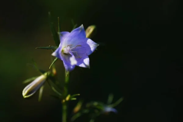 Цветы Японской Леди Кампанулевые Многолетние Растения Светло Фиолетовые Колокольчики Цветут — стоковое фото