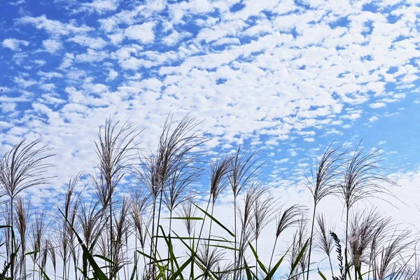 stock image Autumn scene in Japan after rice harvesting. Seasonal background material.