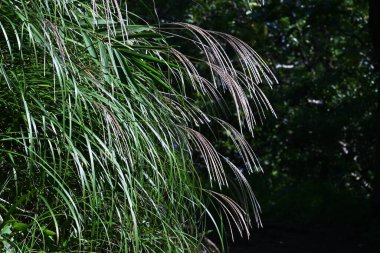 Japon otları. Japon sonbahar mevsimlik arka plan materyali.