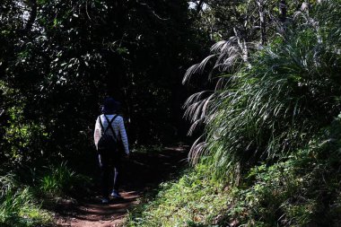 Japon otları. Japon sonbahar mevsimlik arka plan materyali.