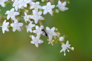 Beyaz Patrinia (Patrinia villosa) çiçekleri. Valerianaceae daimi tıbbi bitkiler. Ağustostan ekime kadar birçok beyaz çiçek doğar..