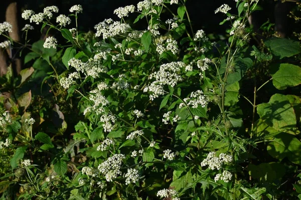 Fehér Patrinia Patrinia Villosa Virágok Valerianaceae Évelő Gyógynövények Augusztustól Októberig — Stock Fotó