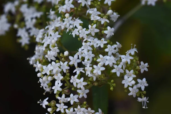 Patrinia Villosa 杜鹃科多年生药用植物 从8月到10月 许多白花结在花环上 — 图库照片