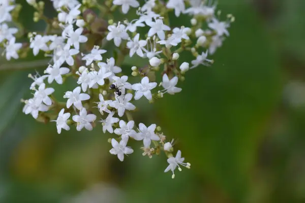 Biała Patrinia Patrinia Villosa Kwiaty Wieloletnie Rośliny Lecznicze Valerianaceae Wiele — Zdjęcie stockowe