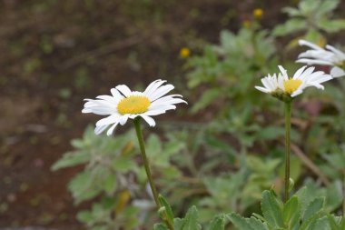 Nippon daisy ( Nipponanthemum nipponicum ) flowers.Asteraceae perennial plants that are endemic to Japan and grow naturally near the coast.The flowering season is from September to November. clipart