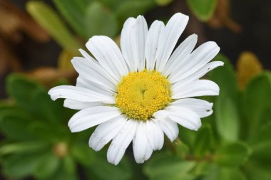 Nippon daisy ( Nipponanthemum nipponicum ) flowers.Asteraceae perennial plants that are endemic to Japan and grow naturally near the coast.The flowering season is from September to November. clipart