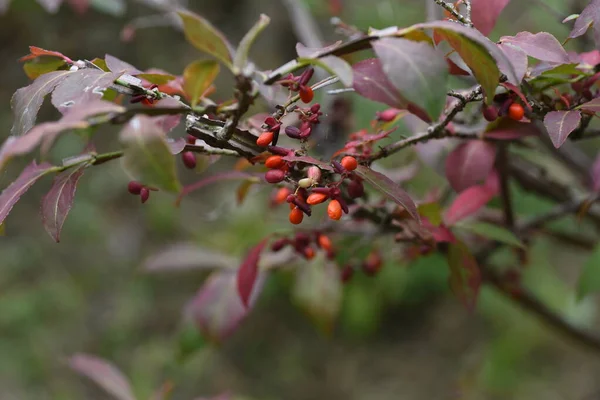 Euonymus Winged Spindle Tree Berries Autumn Leaves One World Three — Stock Photo, Image