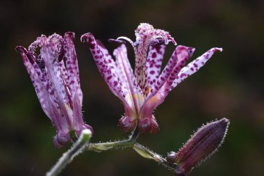 Tricyrtis formosana flowers. Liliaceae perennial plants. From September to November, the corymbs are attached to the tip of the stem and the flowers are borne upward. clipart